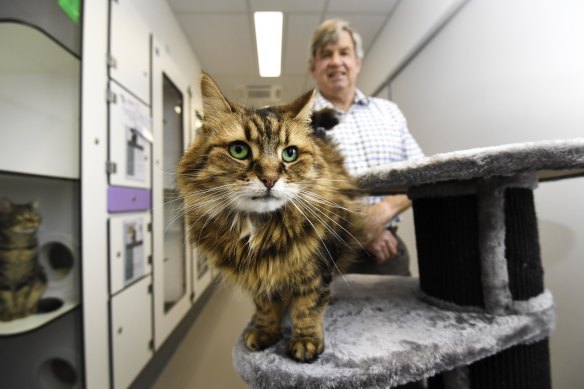 Cool for cats: Lexie the cat, who is resting before being put up for adoption, with Cat Protection Society CEO Ian Crook.