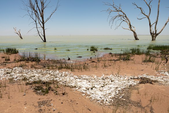 About 100,000 native freshwater bony bream washed up along the shores of Lake Menindee this week.