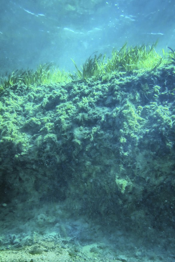 Seagrass escarpment exposing the carbon-rich sedimentary deposits underneath the meadow at Shark Bay. 