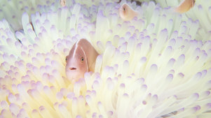 Pink skunk clownfish hide among the pale white stinging tentacles of a bleached sea anemone in a reef affected by coral bleaching from high water temperature in Trat, Thailand.