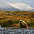 There’s a bear in there … somewhere.
