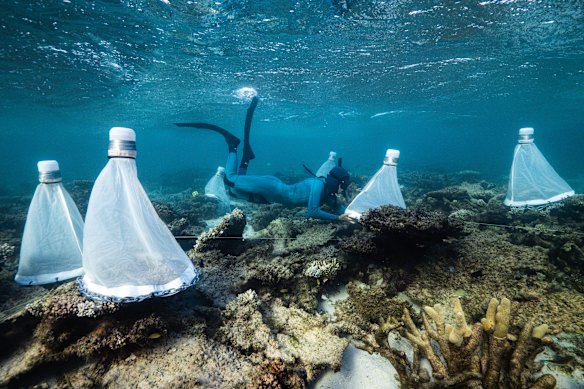 The coral restoration project was organised in just a few months. WA Marine Science Institution chief-executive Luke Twomey said it was “quite incredible” his team had managed it.