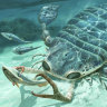 An artist’s impression of a species of Jaekelopterus, the largest type of sea scorpion that dominated ancient oceans as the apex predator like modern-day sharks.