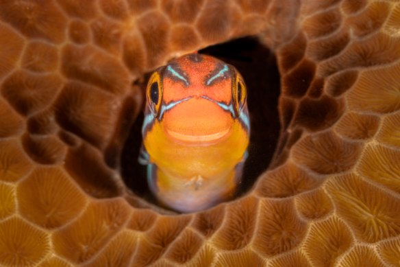 Fish and Other Aquatic Species Category Winner: Jenny Stock, for “Smiley”.