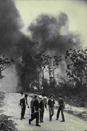A retreat as flames advance down Davies Avenue, Springwood. November 29, 1968.