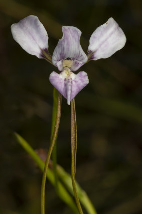 Sunshine diuris went from being a common source of food to a rare and endangered orchid species.