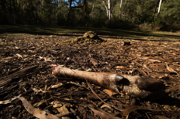 Deer remains left by hunters at Russell Hill and Carol Clay’s last-known campsite. 