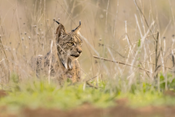 An Iberian lynx  in Andujar, Spain.