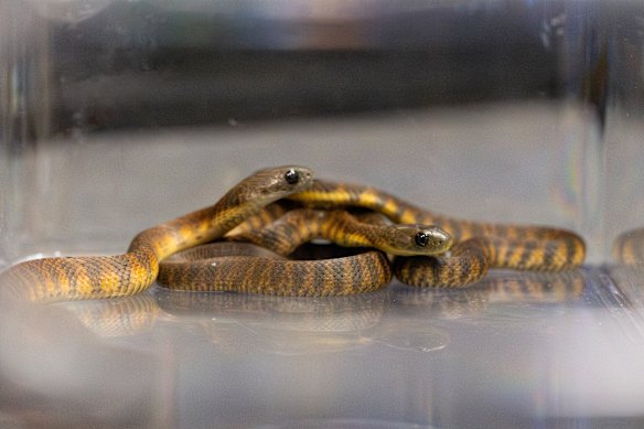 Baby tiger snakes bred recently at the Australian Reptile Park’s new Weigel Venom Centre for the production of anitvenom.