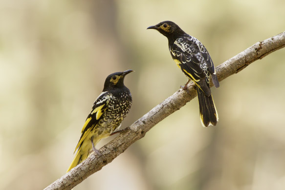 Regent honeyeaters in the Capertee Valley, NSW. 