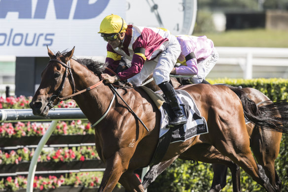 Fierce Impact will be set for this year's Cox Plate after his owners turned down a stud offer.