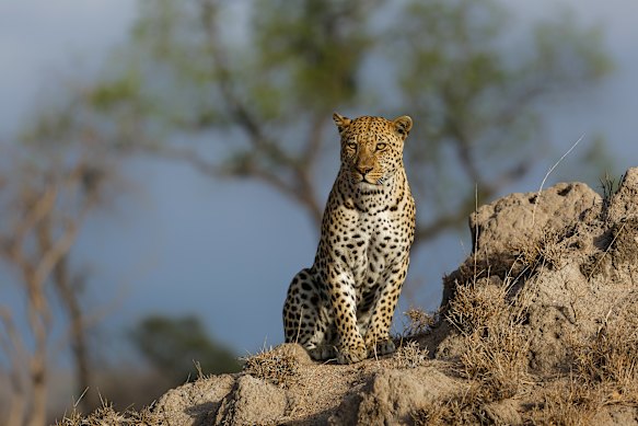 Manyeleti Game Reserve, owned and managed by the local Mnisi tribe, is leopard country.