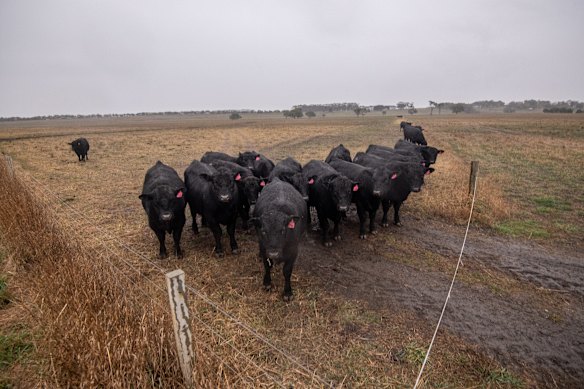 Cattle on drought-affected farmland in Western Victoria huddle together in the face of much-needed rain.