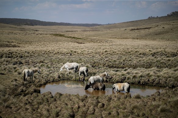 Wild brumbies in Kosciuszko National Park.