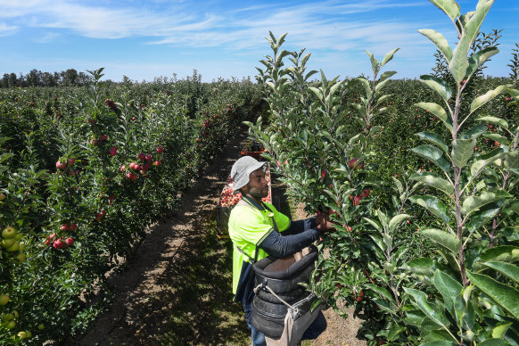 A shortage of fruit pickers is another major problem for growers. 