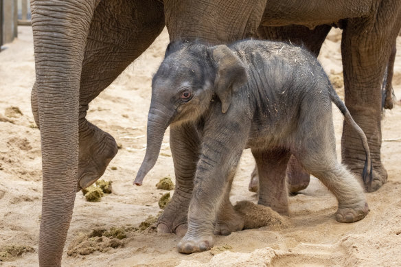 The newborn elephant calf at Melbourne Zoo on Wednesday.