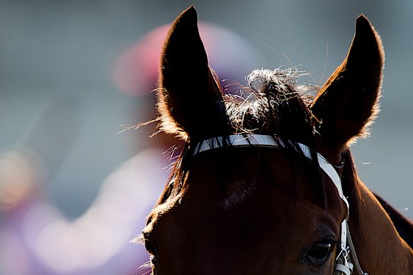 Racing returns to the Beaumont track in Newcastle on Monday.