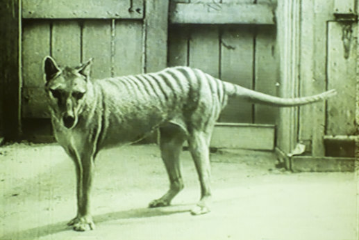 Too late for the Tasmanian tiger, now an exhibit at the Hobart Museum and Art Gallery.