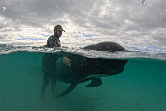 An effort to save nearly 100 beached pilot whales in Albany was looking promising, but unfortunately the animals all re-beached themselves.