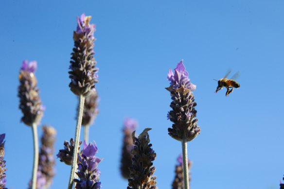 Even in winter lavender attracts bees.