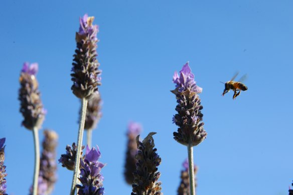 Help your local bees. Plant blue flowers