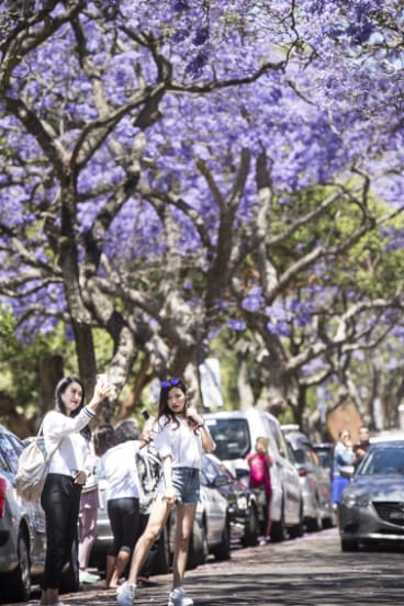 Selfie-takers on a crash course with cars in Kirribilli.