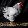 Before chickens were tasty, they were sacred pets