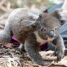 Baby koala Billa debuts in the big wide world
