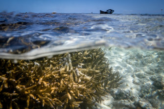 The effects of bleaching on the Great Barrier Reef were clear near Heron Island in 2016. 