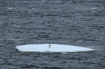 An Adelie penguin on ice in the Penola Strait.