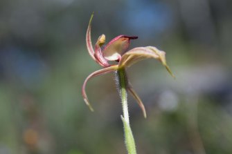 The thick-lipped spider orchid. 