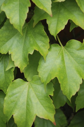 Climbing plants like Boston Ivy have varied uses, among them shade, ornament and habitat for wildlife.