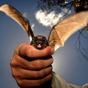 Microbats can help keep down mosquitoes.