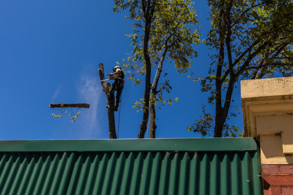 Trees at the entrance to Caufield Racecourse are cut down on Thursday following a Christmas Eve intervention by the planning minister. 