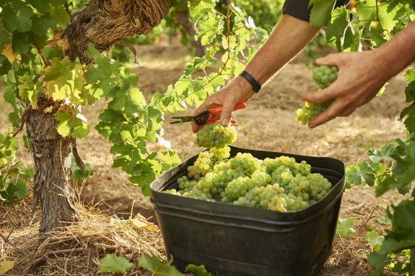 Cullen Wines in Margaret River.