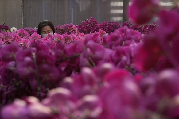 Flowers ready for sale for Lunar New Year in an orchid farm in Hong Kong.