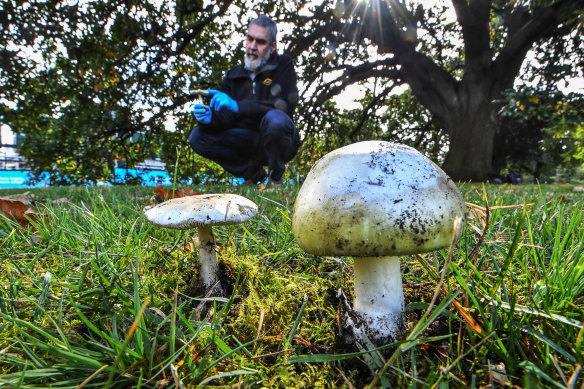 Mycology expert Dr Tom May with Amanita phalloides, the death cap mushroom.