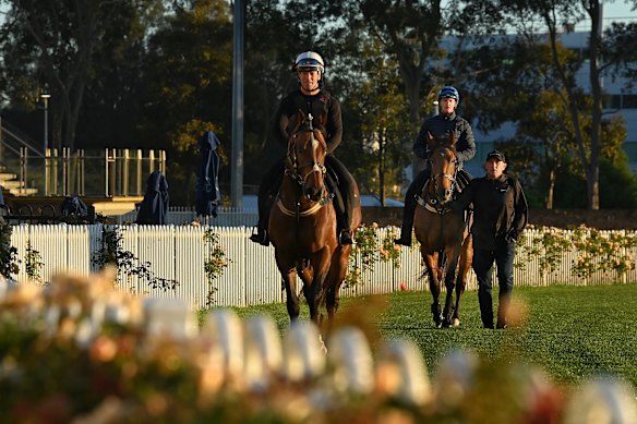 Trainer Chris Waller leads Zac Purton on Autumn Boy (right) behind Beiwacht (left) after trackwork on Thursday.