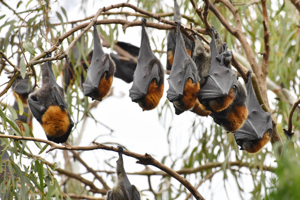 The Yarra Bend bats are nomadic, making a cull a bit of a waste of time.