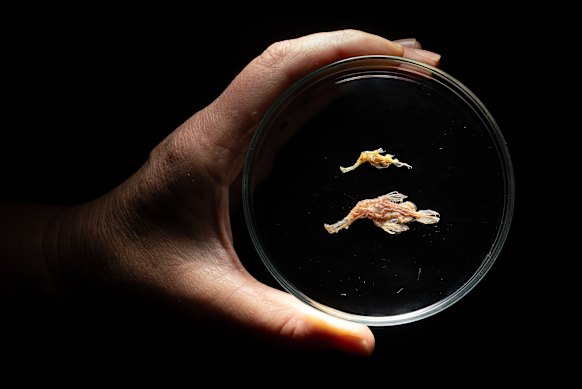 Two examples of the long-sought 'rarest of the rare' species have finally been found in the Australian Museum.