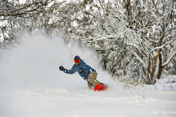 Snowboarder in the snow gums, Mount Buller.