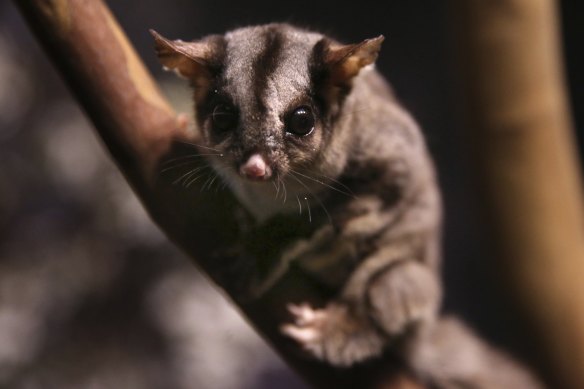 Australia is losing more mammal species than any other continent. The sugar glider is under threat on the South Coast.