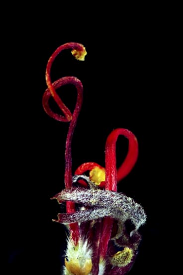 Maria Fernanda Cardoso used deep focus photography to reveal the sex organs of plants