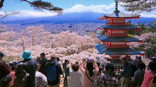 Arakurayama Sengen Park cherry blossom festival has been cancelled.