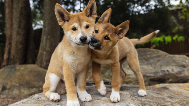 ‘Together they make a fantastic pair’: Dingo pups take up residence at Taronga
