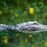 ‘Alligator Alcatraz’: Florida’s $690m plan to help Trump’s immigration crackdown