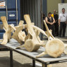 A rare Queensland whale skeleton's year-long trip to Canada for cleaning