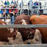 Cattle farmers have reacted angrily to US tariffs on Australian beef.