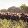 Rising Wagyu beef sales and prices buttress AACo's results