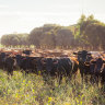 Cattle roam AACo's Westholme station.